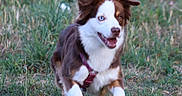 Eila participe au concours pour gagner de l'argent avec cette photo : dog, border_collie, puppy, animal, pet, outdoors, grass, meadow, nature, portrait, sitting, standing, happy, smiling, open_mouth, floppy_ears, brown_and_white, harness, summer, playful