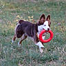 dog, puppy, border_collie, outdoor, grass, meadow, flowers, running, playing, fetch, toy, red_ring, pet, animal, canine, ears, white_fur, brown_fur, motion, nature