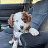 Eila participe au concours pour gagner de l'argent avec cette photo : puppy, dog, australian_shepherd, fluffy, brown_and_white, blue_eyes, collar, sitting, car, vehicle_interior, front_seat, center_console, paw, pet, portrait, indoors, cute, companion_animal, fur, photography