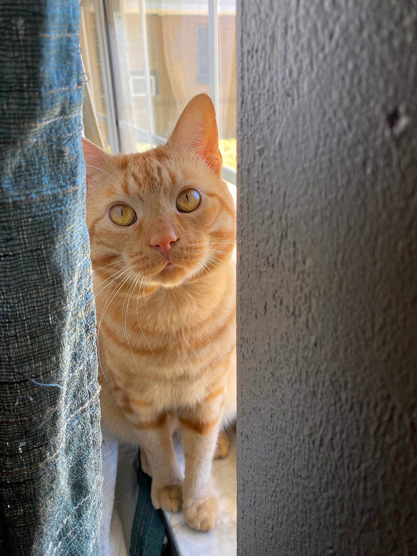 Loki
