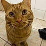 Loki joined the competition — help win amazing prizes! cat, ginger_cat, tabby, pet, whiskers, floor, tile_floor, tile_wall, indoor, curious, close_up, feline, animal, sitting, looking_up, ears, nose, eyes, fur, domestic_cat