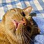 cat, ginger_cat, close_up, whiskers, teeth, nose, yellow_eyes, fur, pet, animal, cute, lying_down, blanket, blue, white, checkered, soft_texture, indoor, face, curious