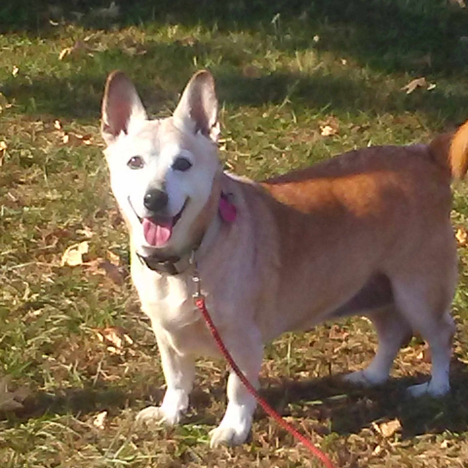 Sheba Marie