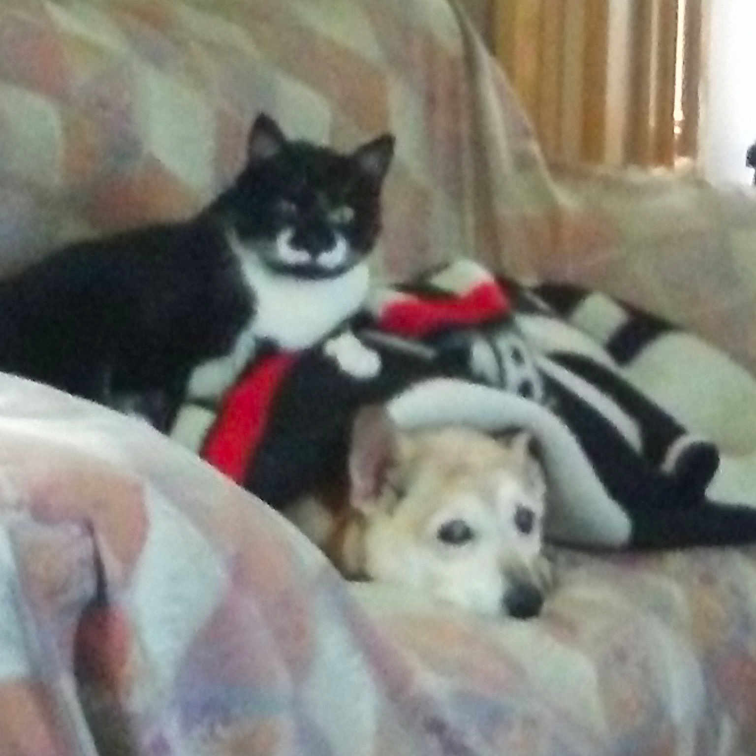 Pepper is registered to the contest to win money with this photo: alaskan_klee_kai, alaskan_malamute, carnivoran, cat, dog, dog_breed, dog_breed_group, dog_like_mammal, sakhalin_husky, siberian_husky, sled_dog, snout, spitz, tail, whiskers