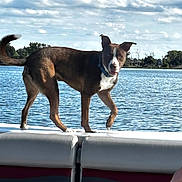 Rocco joined the competition — help win amazing prizes! dog, brown_dog, white_dog, boat, water, lake, sky, clouds, trees, outdoor, animal, pet, canine, nature, daytime, shoreline, collar, playful, curious, recreation