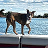 dog, brown_dog, white_dog, boat, water, lake, sky, clouds, trees, outdoor, animal, pet, canine, nature, daytime, shoreline, collar, playful, curious, recreation