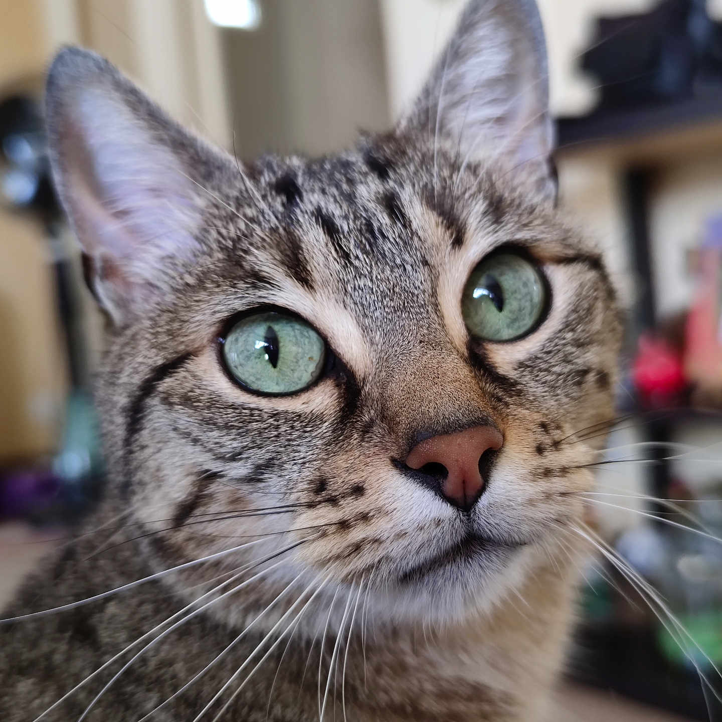 Bendy participe au concours pour gagner de l'argent avec cette photo : abyssinian, animal, cat, kitten, manx, pet, siamese