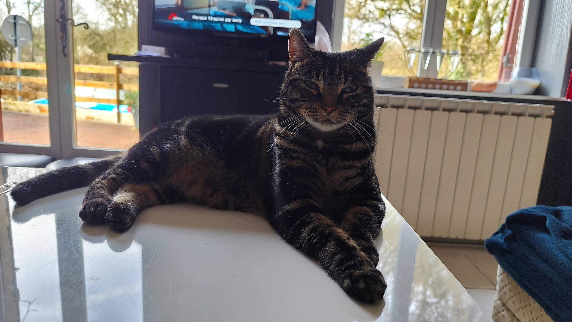 Léo a rejoint le concours — aidez-le/la à gagner de superbes lots ! animal, architecture, building, cat, computerhardware, couch, electronics, furniture, hardware, hardwood, indoors, livingroom, manx, monitor, person, pet, room, screen, tv, wood