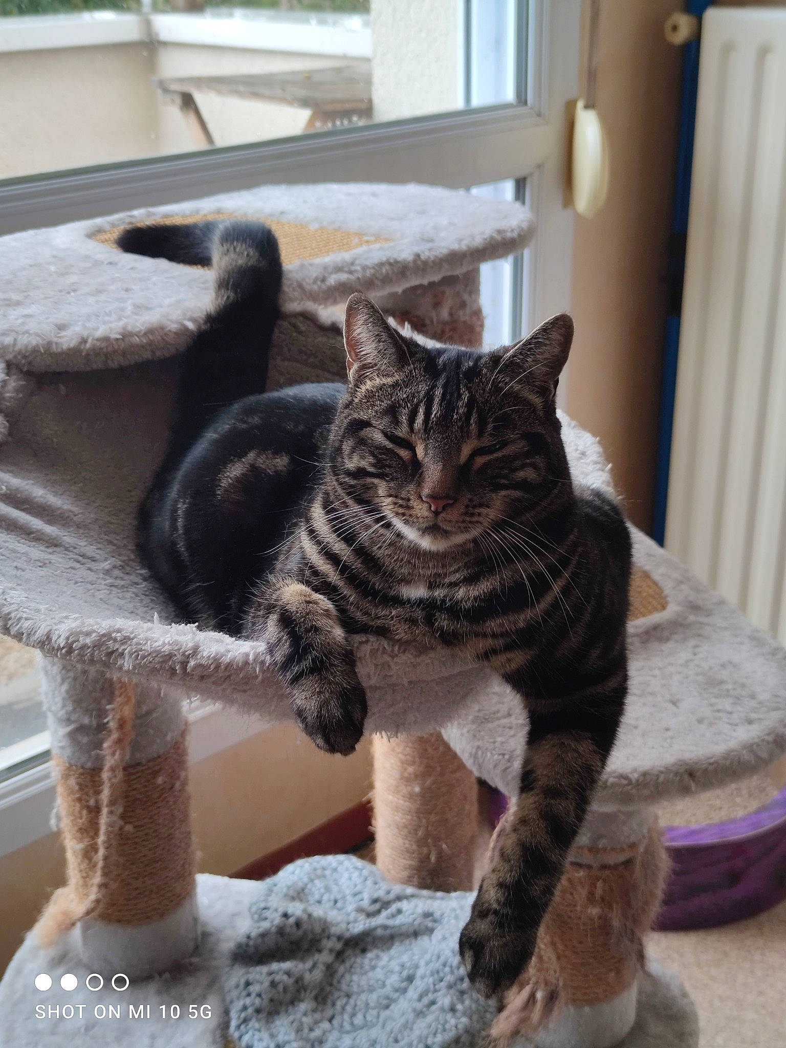 Léo a rejoint le concours — aidez-le/la à gagner de superbes lots ! art, carnivore, cat, cat_supply, claw, comfort, curtain, domestic_short_haired_cat, felidae, fur, grey, hardwood, plant, small_to_medium_sized_cats, snout, tail, terrestrial_animal, whiskers, window, wood