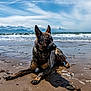 Alfie is registered to the contest to win money with this photo: animal, beach, clouds, collar, dog, german_shepherd, mountains, mud, nature, ocean, outdoor, pet, relaxing, sand, seaweed, shore, sky, sunny, water, waves