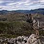 adventure, animal, canine, clouds, collar, dog, fur, hill, landscape, majestic, mountains, nature, outdoor, ridge, rock, scenery, sky, standing, wilderness, wildlife