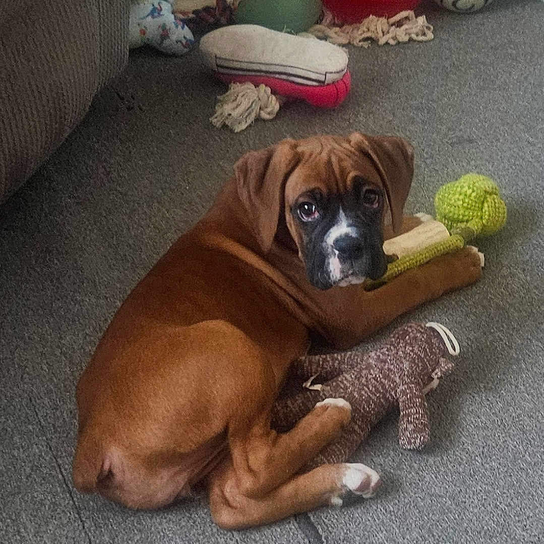 Harriet joined the competition — help win amazing prizes! animal, ball, boxer, bulldog, canine, clothing, dog, football, footwear, indoors, pet, puppy, racket, shoe, soccer, soccerball, sport, tennis, tennisball, tennisracket