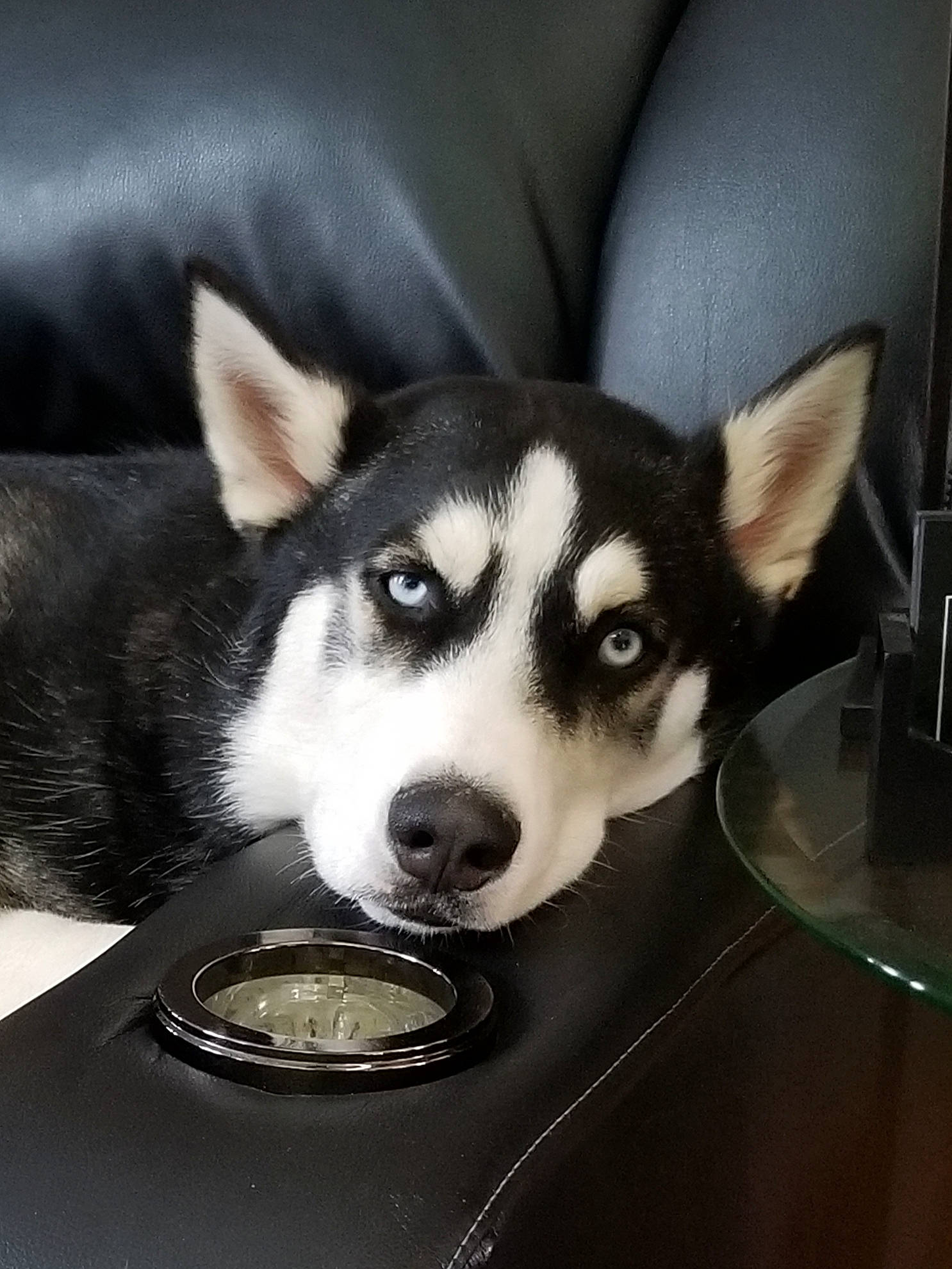 Linkin is registered to the contest to win money with this photo: alaskan_klee_kai, alaskan_malamute, canidae, canis, carnivore, dog, dog_breed, labrador_husky, mammal, miniature_siberian_husky, nose, rare_breed_dog, sakhalin_husky, seppala_siberian_sleddog, siberian_husky, sled_dog, snout, vertebrate, wolfdog, working_dog