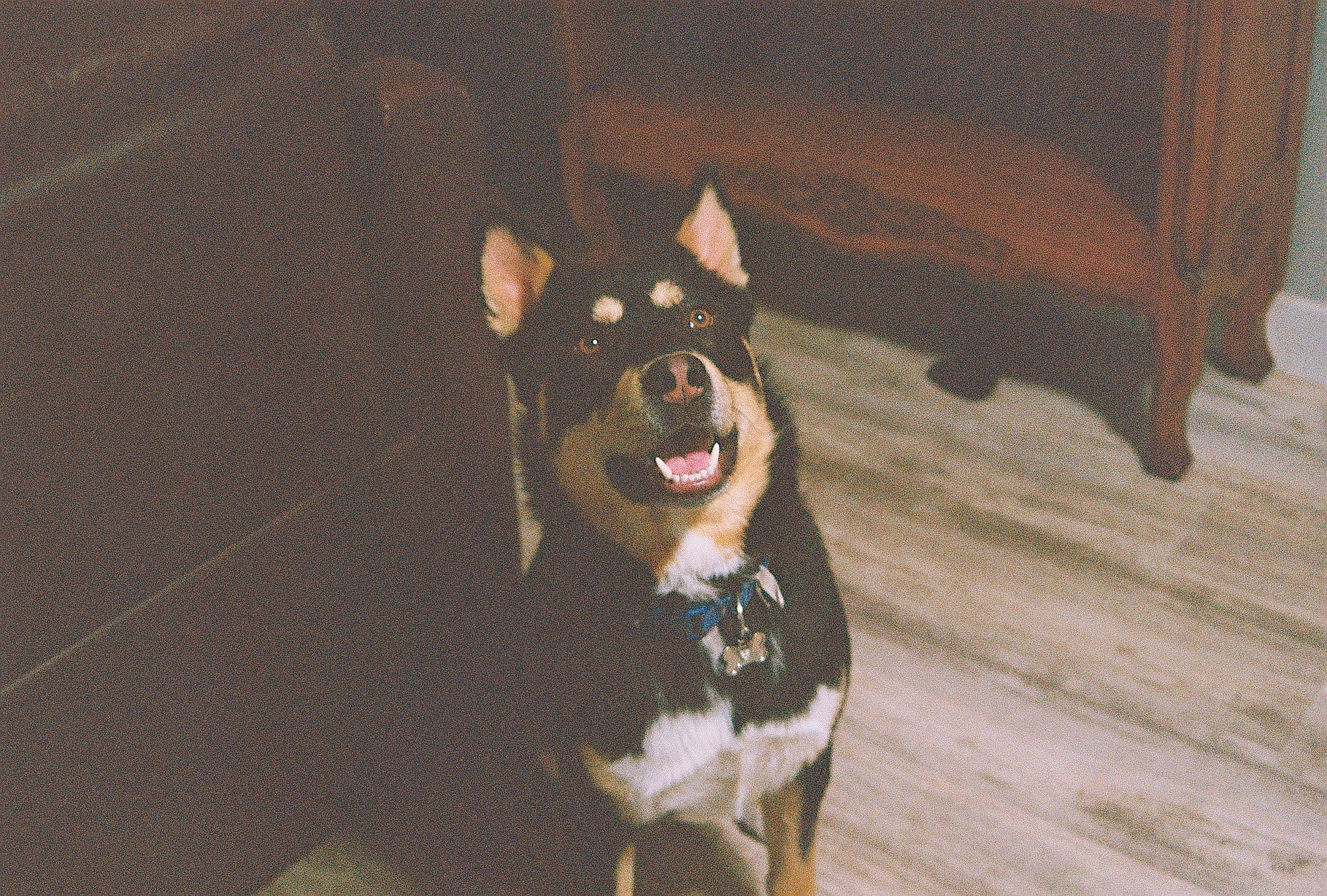 Bruno joined the competition — help win amazing prizes! boston_terrier, carnivore, companion_dog, dog, dog_breed, fawn, floor, flooring, fur, guard_dog, hardwood, paw, sporting_group, tail, toy_dog, varnish, whiskers, wood, wood_stain, working_animal