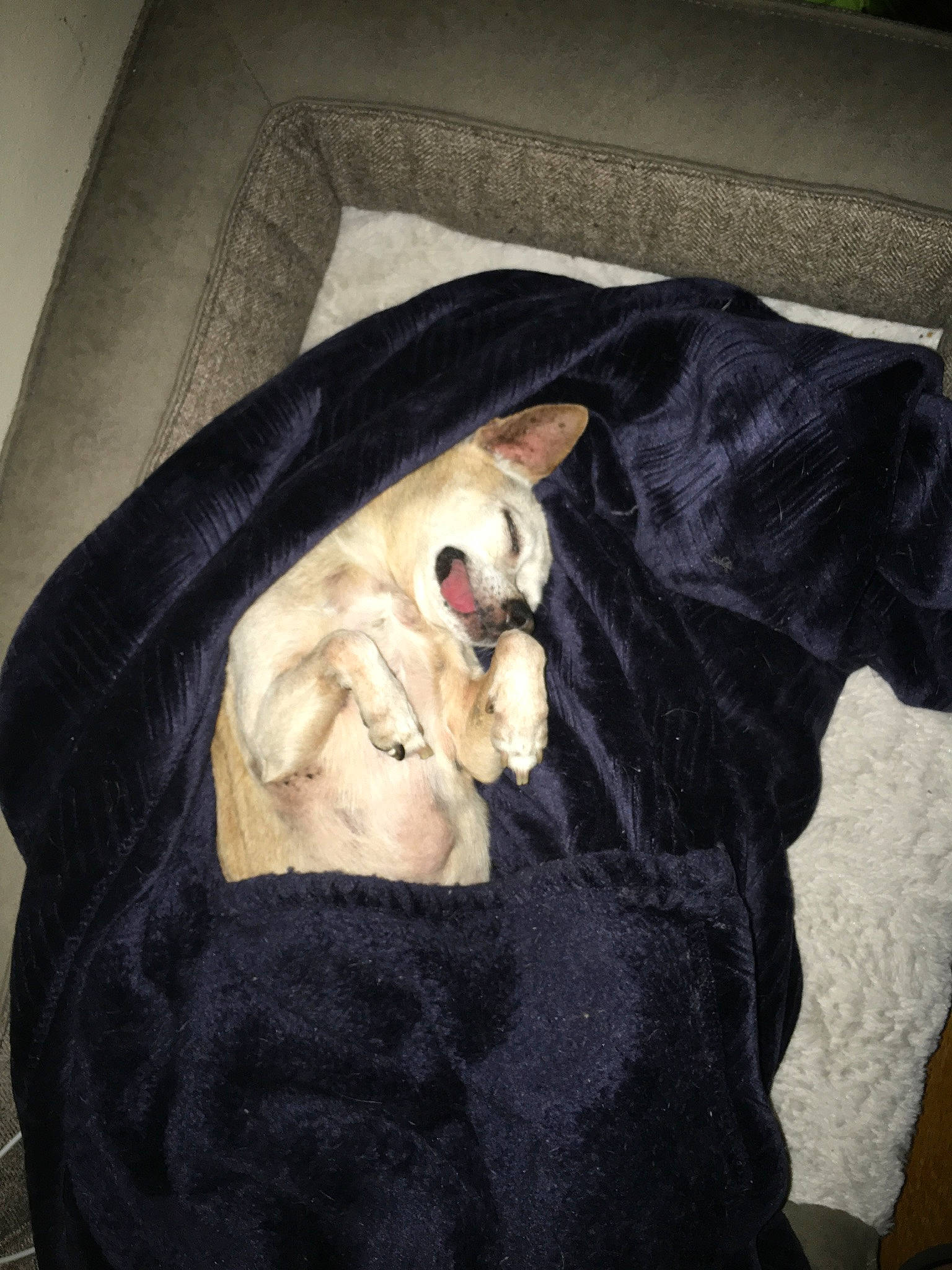 Nacho joined the competition — help win amazing prizes! canidae, carnivore, comfort, companion_dog, dog_breed, dog_supply, fawn, felidae, fur, grey, linens, nap, sleeve, small_to_medium_sized_cats, snout, sporting_group, tail, textile, toy_dog, whiskers