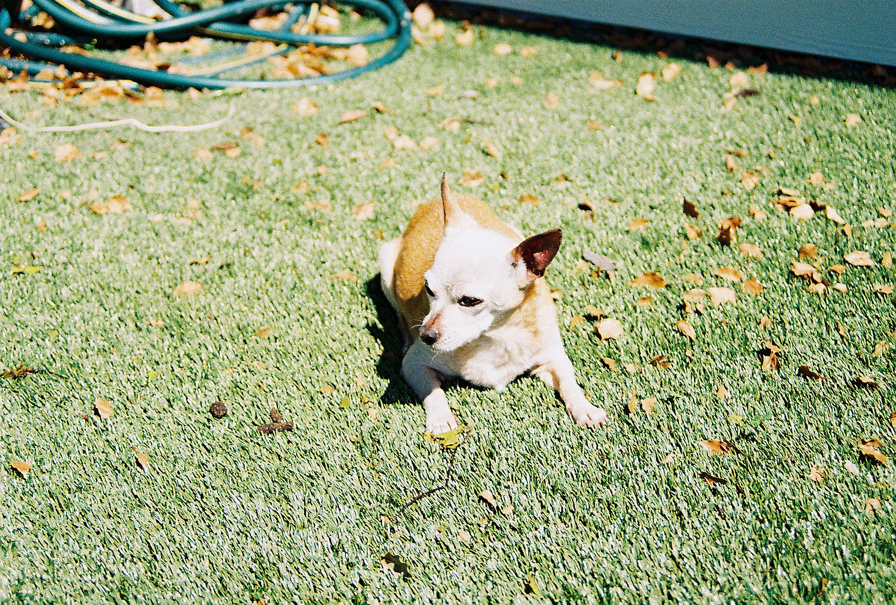 Nacho is registered to the contest to win money with this photo: asphalt, canidae, carnivore, companion_dog, dog, dog_breed, fawn, felidae, grass, people_in_nature, road_surface, shadow, sidewalk, small_to_medium_sized_cats, snout, soil, tail, tints_and_shades, toy_dog, whiskers