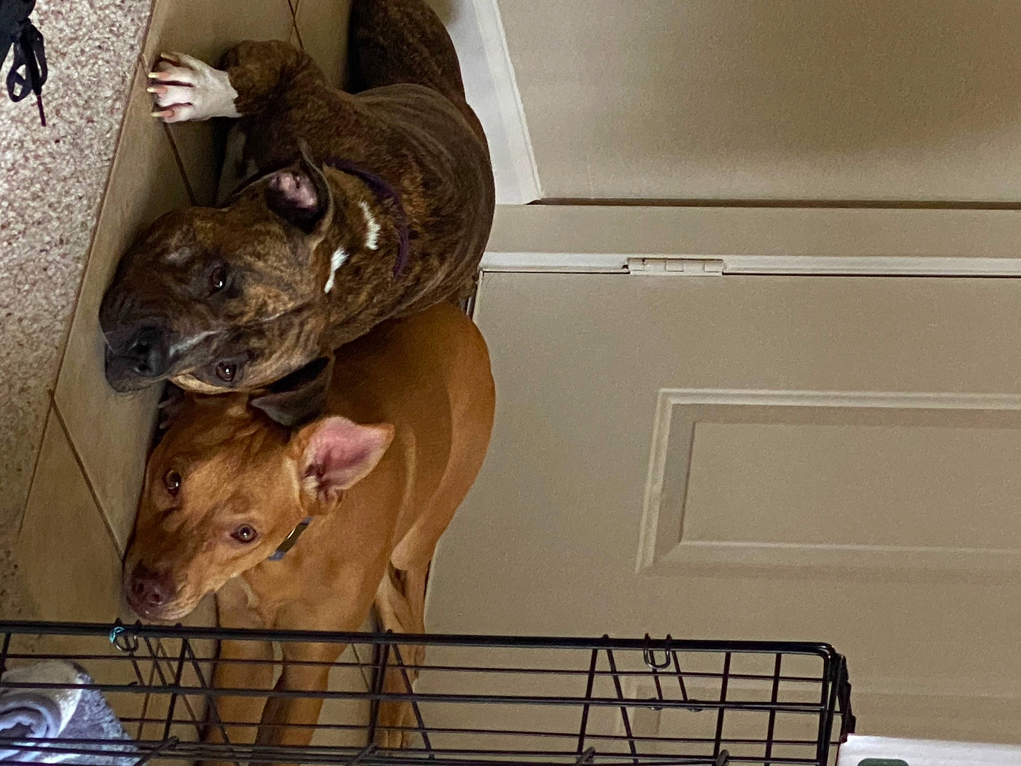 Beckham is registered to the contest to win money with this photo: animal_shelter, canidae, carnivore, companion_dog, dog, dog_breed, fawn, felidae, liver, non_sporting_group, pet_supply, snout, sporting_group, tail, terrestrial_animal, whiskers, working_animal