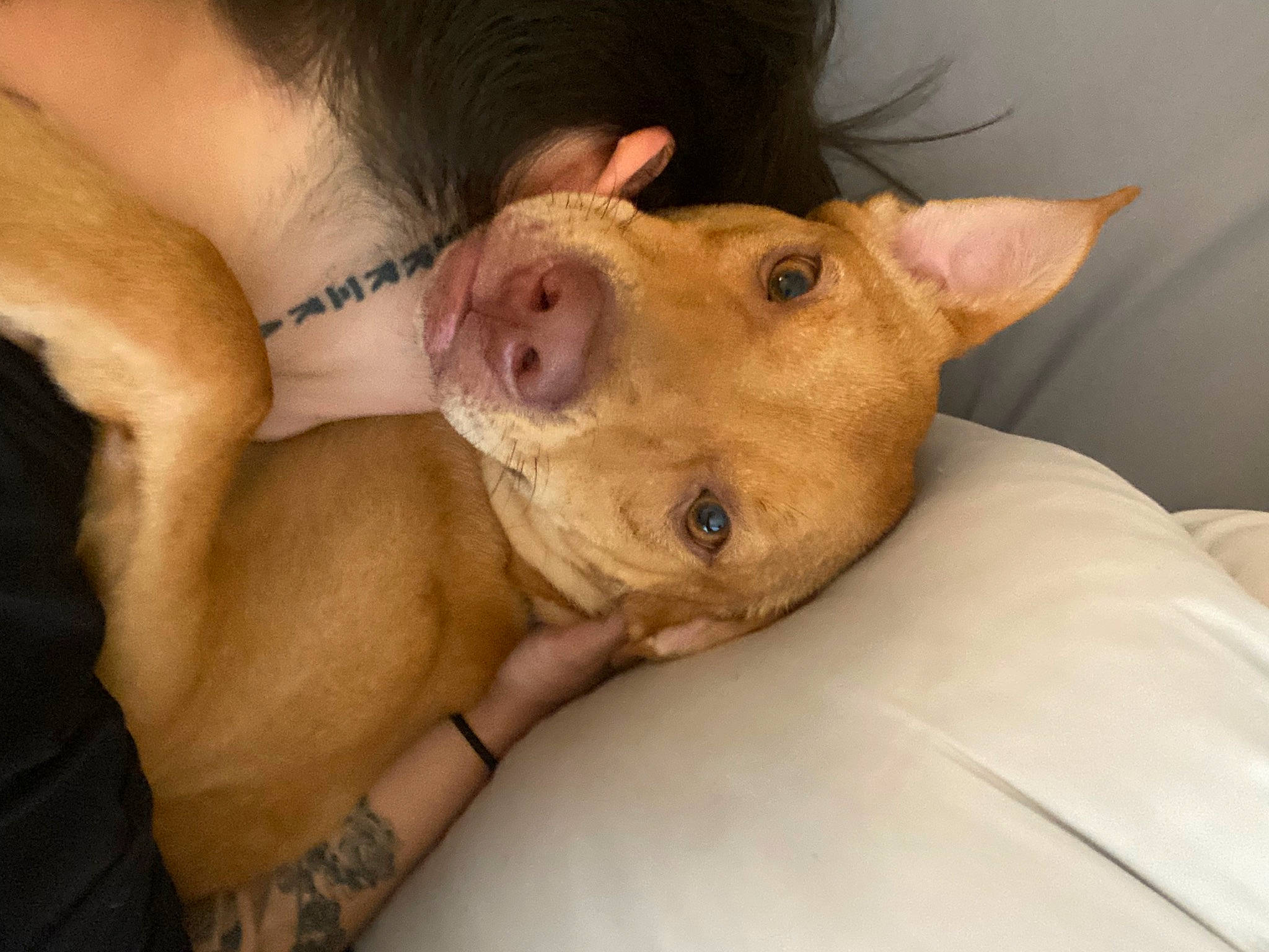 Beckham is registered to the contest to win money with this photo: canidae, carnivore, comfort, companion_dog, dog, dog_breed, ear, eye, eyelash, fawn, fur, jaw, liver, scar, snout, sporting_group, terrestrial_animal, throat, whiskers, wrinkle