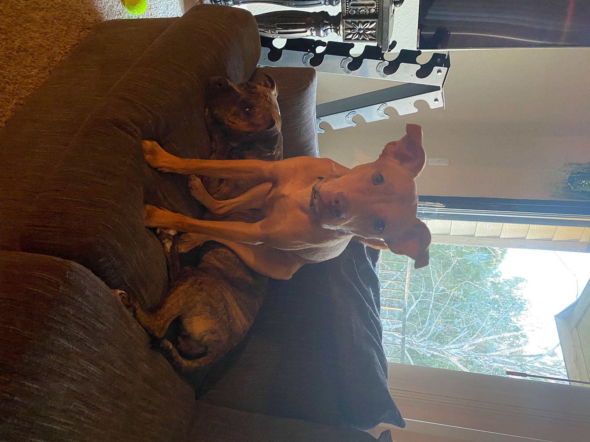 Beckham joined the competition — help win amazing prizes! art, carnivore, daylighting, dog, dress, fawn, felidae, fun, glass, house, room, sculpture, shade, stairs, tints_and_shades, tree, vehicle_door, visual_arts, window, wood