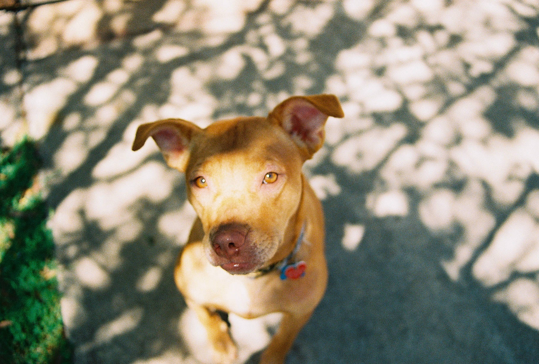 Beckham is registered to the contest to win money with this photo: canidae, carnivore, collar, companion_dog, dog, dog_breed, dog_collar, fawn, grass, happy, pet_supply, plant, shadow, sporting_group, terrestrial_animal, twig, whiskers, wood, working_animal, working_dog