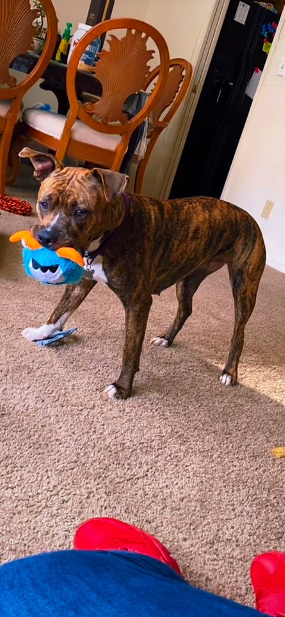 Tigger joined the competition — help win amazing prizes! ball, canidae, carnivore, chair, collar, companion_dog, dog, dog_breed, dog_collar, dog_supply, fawn, leash, liver, pet_supply, snout, sporting_group, tail, terrestrial_animal, working_animal, working_dog