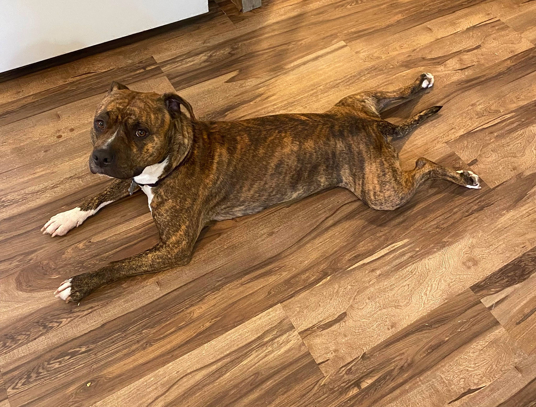 Tigger joined the competition — help win amazing prizes! art, carnivore, companion_dog, dog, dog_breed, dogo_sardesco, fawn, flooring, hardwood, laminate_flooring, liver, plank, snout, sporting_group, tail, terrestrial_animal, wood, wood_flooring, wood_stain, working_animal