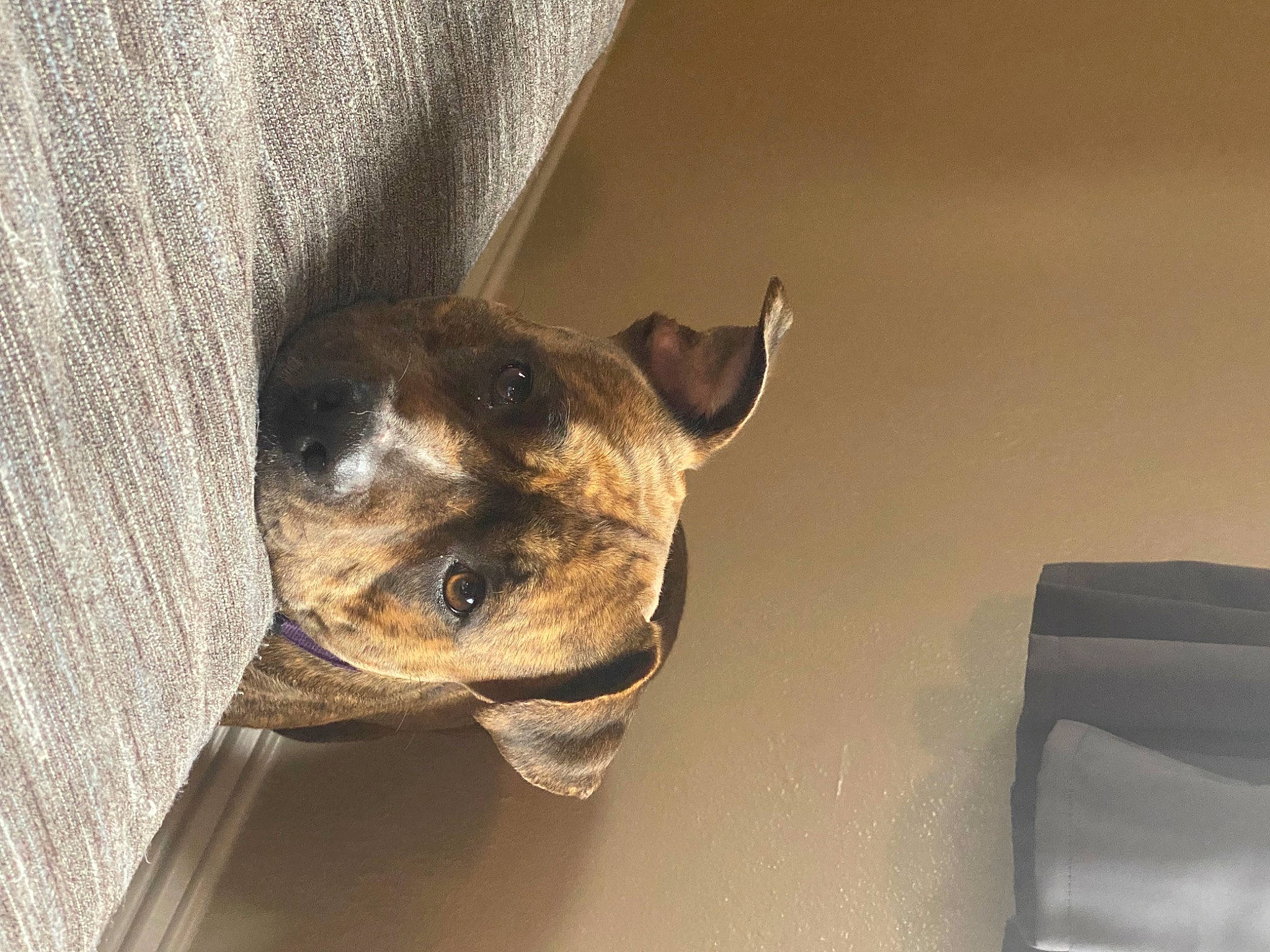 Tigger is registered to the contest to win money with this photo: canidae, carnivore, collar, companion_dog, dog, dog_breed, dog_collar, fawn, guard_dog, house, non_sporting_group, paw, pet_supply, snout, sporting_group, terrestrial_animal, whiskers, wood, working_animal, working_dog