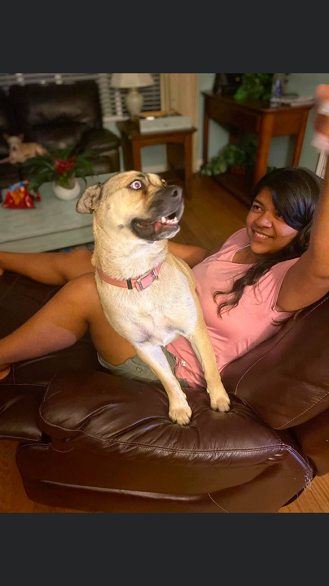 Luna joined the competition — help win amazing prizes! canidae, carnivore, comfort, companion_dog, dog, dog_breed, fawn, foot, fun, happy, houseplant, human_leg, lap, leisure, plant, sitting, smile, sporting_group, thigh, toy_dog