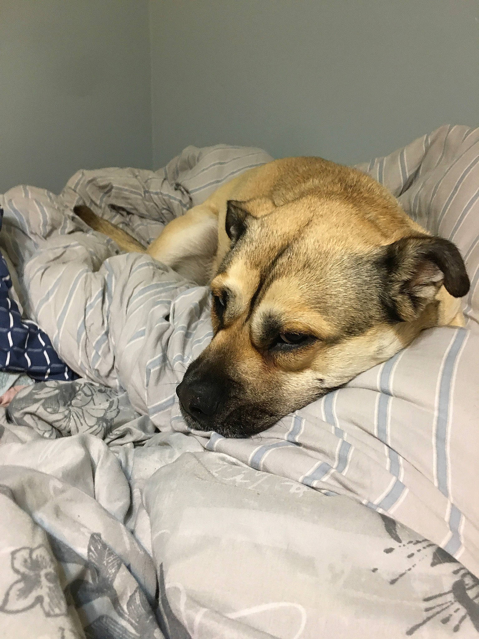 Luna joined the competition — help win amazing prizes! bedding, blanket, bored, canidae, carnivore, comfort, companion_dog, dog, dog_breed, duvet, fawn, fur, linens, nap, sleep, snout, sporting_group, whiskers