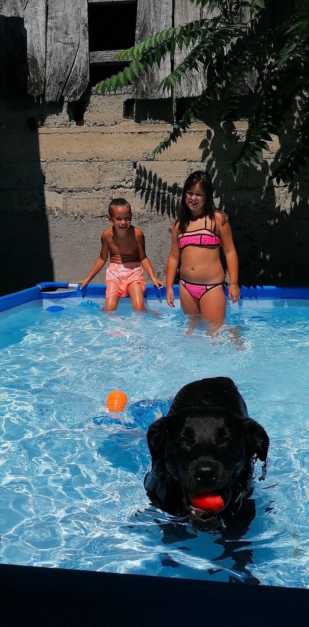 Maelys participe au concours pour gagner de l'argent avec cette photo : azure, bathing, black, blue, body_of_water, brassiere, carnivore, dog, dog_breed, fun, hat, joy, leisure, person, personal_protective_equipment, recreation, summer, swimming_pool, swimsuit_top, swimwear