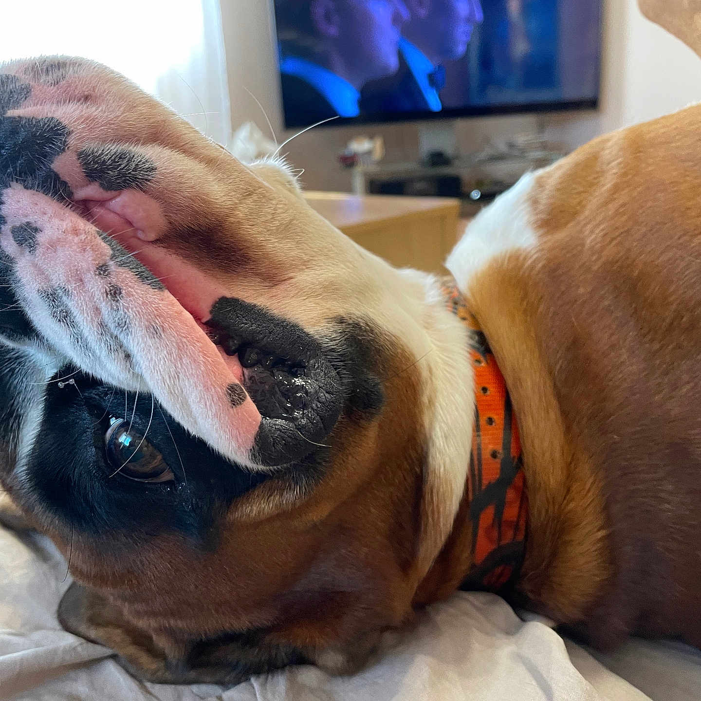 Romeo a rejoint le concours — aidez-le/la à gagner de superbes lots ! bulldog, dog, pet, animal, portrait, close_up, upside_down, lying_down, sleepy, funny, wrinkled, short_snout, brown_and_white, collar, bed, blanket, indoor, home, television, playful