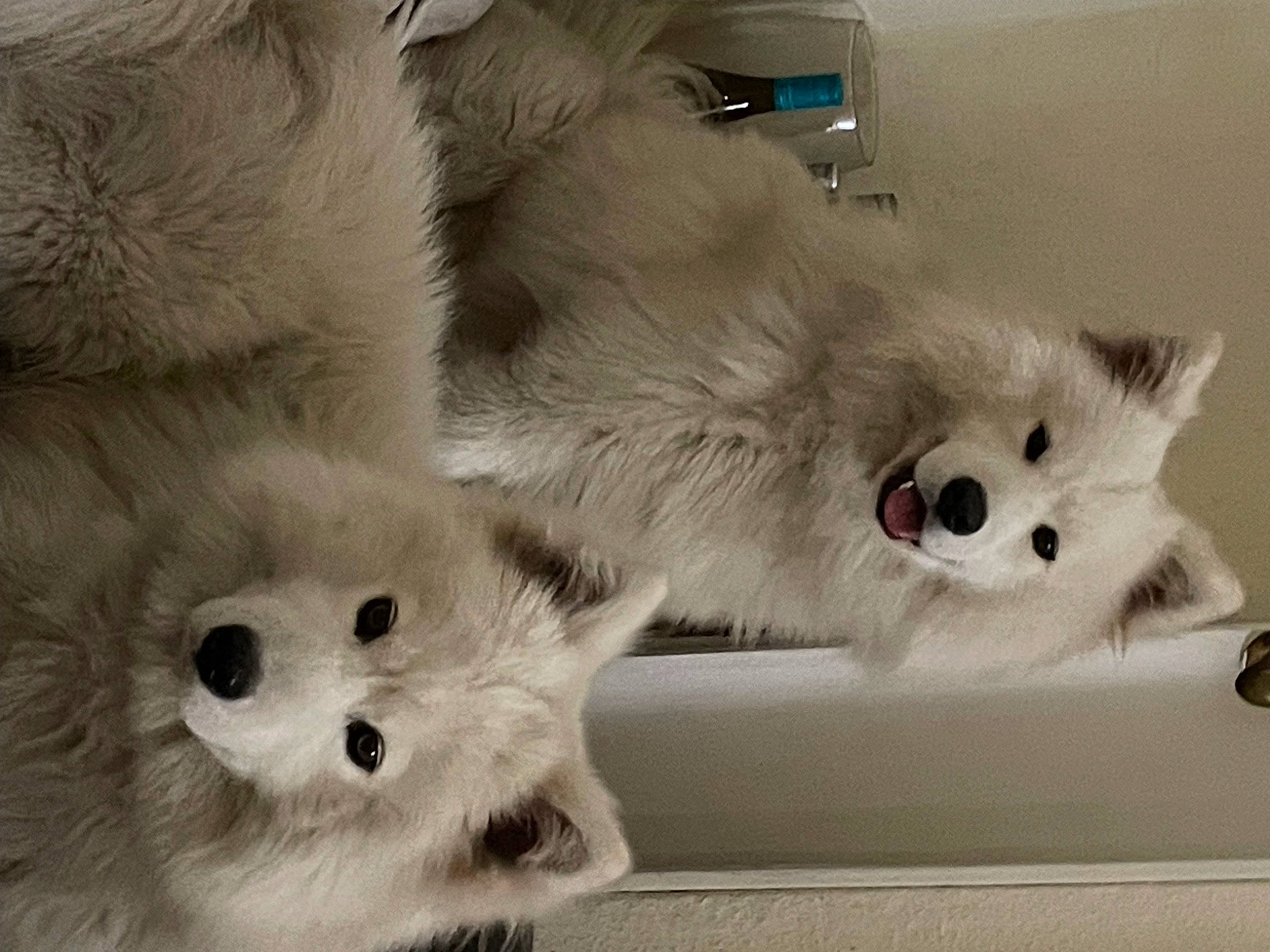 Shadow.and Bear Verdon is registered to the contest to win money with this photo: american_eskimo_dog, canidae, carnivore, cat, claw, companion_dog, dog_breed, fawn, felidae, fur, german_spitz, paw, samoyed, small_to_medium_sized_cats, snout, spitz, tail, terrestrial_animal, volpino_italiano, whiskers