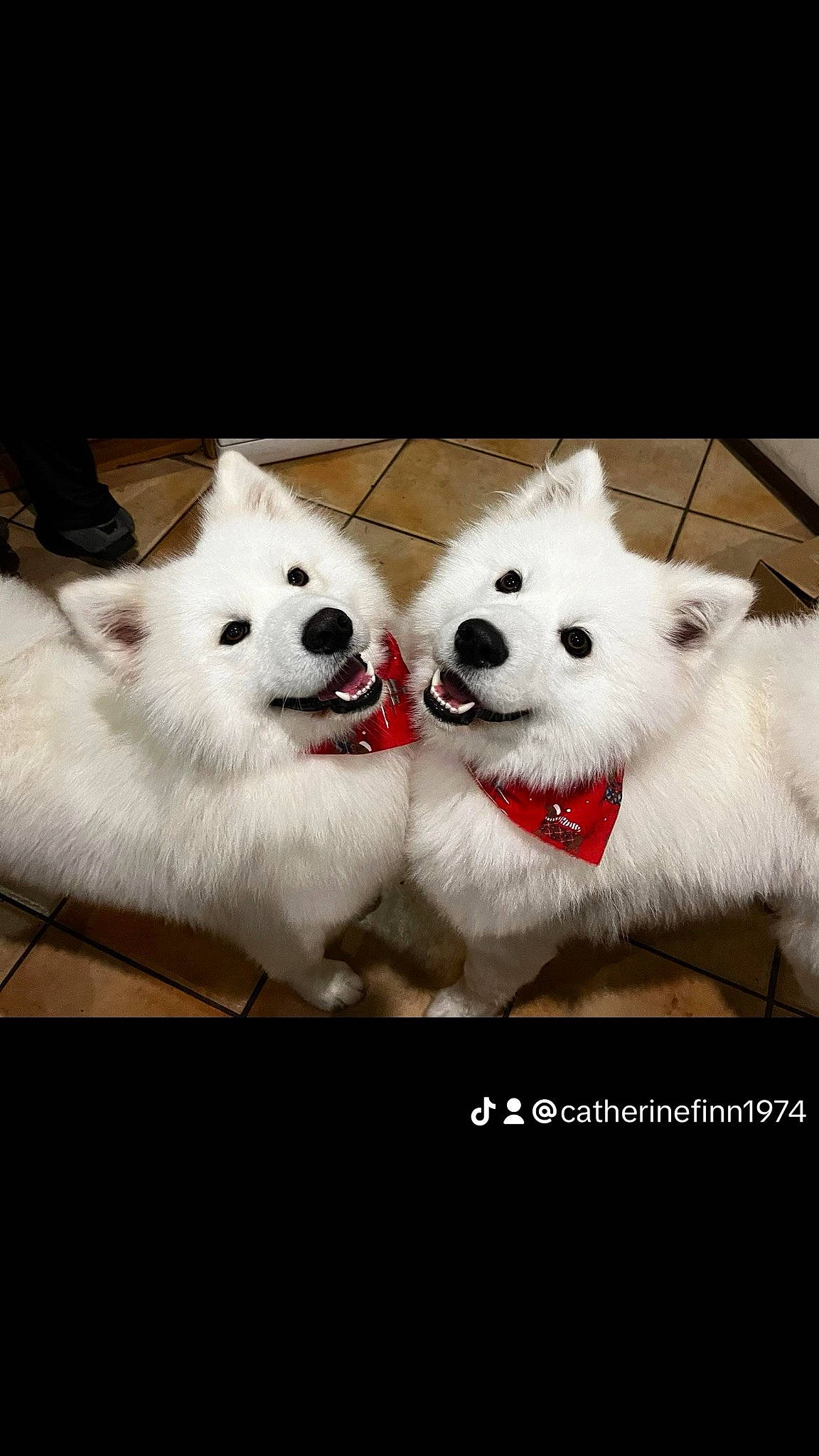 Shadow.and Bear Verdon joined the competition — help win amazing prizes! art, canidae, carmine, carnivore, companion_dog, dog, dog_breed, fang, font, fur, love, mammal, metal, non_sporting_group, photo_caption, plant, snout, terrestrial_animal, whiskers, working_animal