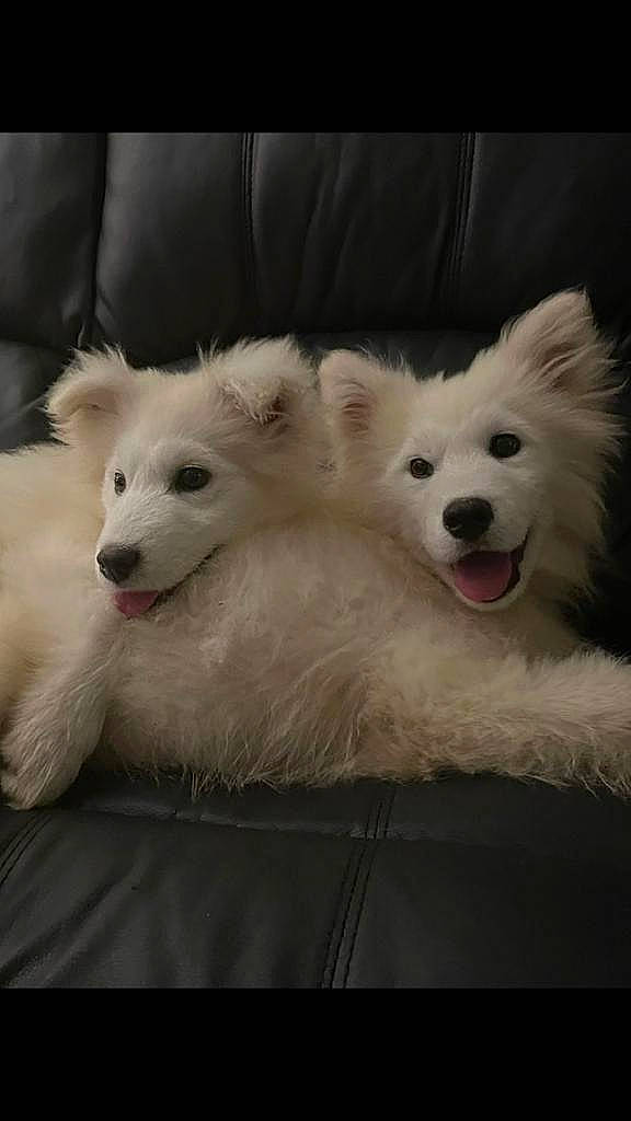 Shadow And Bear Verdon joined the competition — help win amazing prizes! american_eskimo_dog, ancient_dog_breeds, canidae, carnivore, companion_dog, dog, dog_breed, fang, fur, happy, non_sporting_group, paw, samoyed, snout, spitz, sporting_group, terrestrial_animal, volpino_italiano, working_animal, working_dog