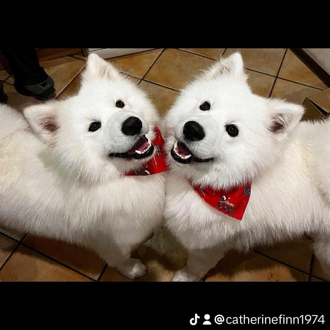 Shadow And Bear Verdon