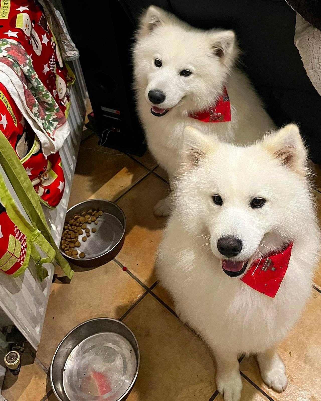 Shadow And Bear Verdon joined the competition — help win amazing prizes! ancient_dog_breeds, canidae, carnivore, collar, companion_dog, dog, dog_breed, dog_supply, fur, mammal, pet_supply, samoyed, sled_dog, snout, spitz, sporting_group, vertebrate, volpino_italiano, working_animal, working_dog