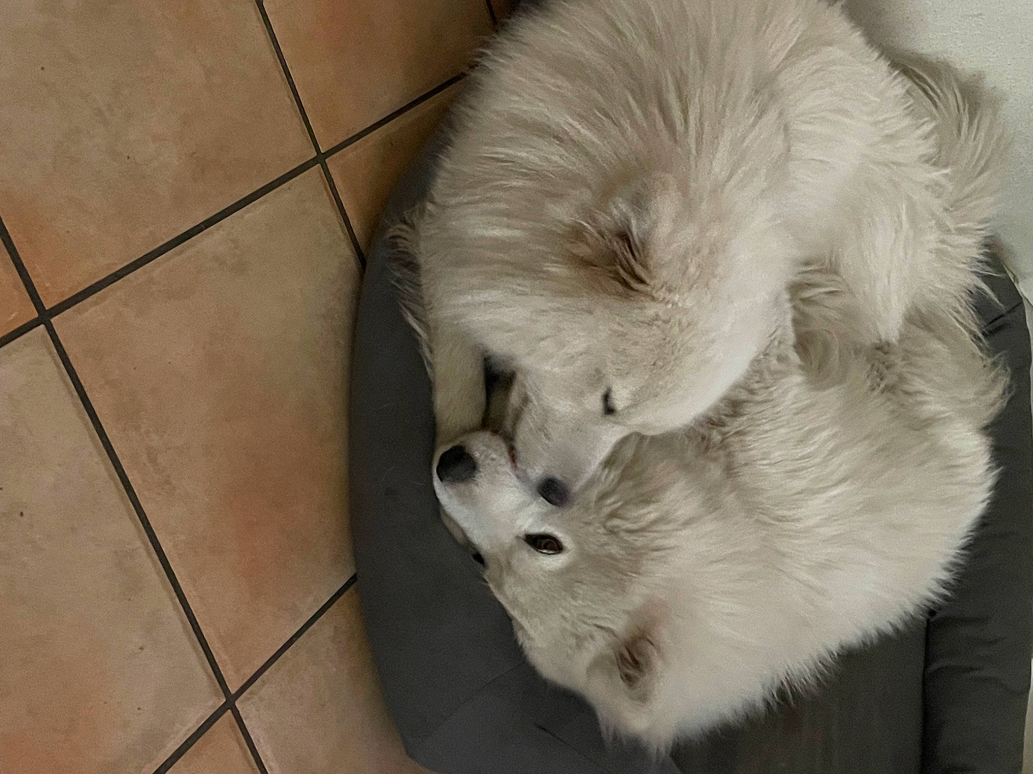 Shadow And Bear Verdon is registered to the contest to win money with this photo: american_eskimo_dog, canidae, carnivore, companion_dog, dog, dog_breed, fang, flooring, fur, german_spitz_mittel, hardwood, paw, snout, sporting_group, tail, terrestrial_animal, tile_flooring, volpino_italiano, whiskers, working_animal