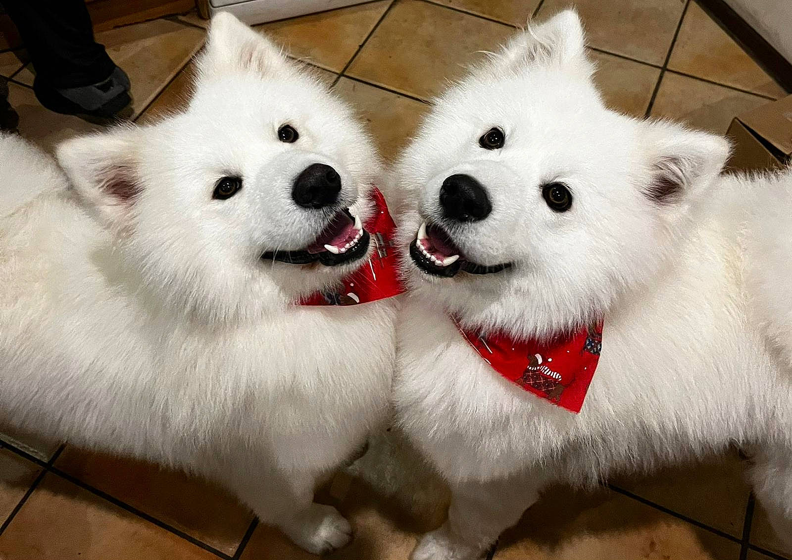 Shadow And Bear Verdon is registered to the contest to win money with this photo: ancient_dog_breeds, canidae, carnivore, collar, companion_dog, dog, dog_breed, foot, fur, japanese_spitz, non_sporting_group, samoyed, snout, spitz, sporting_group, terrestrial_animal, volpino_italiano, whiskers, white, working_animal