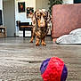 dachshund, dog, pet, ball, floor, wooden_floor, living_room, furniture, couch, dog_bed, indoor, modern, wall_art, plant, toy, focused, alert, brown, small_dog, home