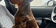Francis a rejoint le concours — aidez-le/la à gagner de superbes lots ! dog, dachshund, car, car_interior, seat, window, paw, fur, pet, animal, side_view, alert, curious, patterned_seat, seatbelt, dashboard, steering_wheel, indoor, daylight, small_dog