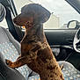 dog, dachshund, car, car_interior, seat, window, paw, fur, pet, animal, side_view, alert, curious, patterned_seat, seatbelt, dashboard, steering_wheel, indoor, daylight, small_dog