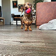 Francis a rejoint le concours — aidez-le/la à gagner de superbes lots ! dog, dachshund, ball, indoor, floor, couch, pet_bed, wall_art, wooden_floor, happy, playful, mouth, toy, furniture, home_decor, living_room, pet, animal, brown, portrait