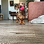dog, dachshund, ball, indoor, floor, couch, pet_bed, wall_art, wooden_floor, happy, playful, mouth, toy, furniture, home_decor, living_room, pet, animal, brown, portrait