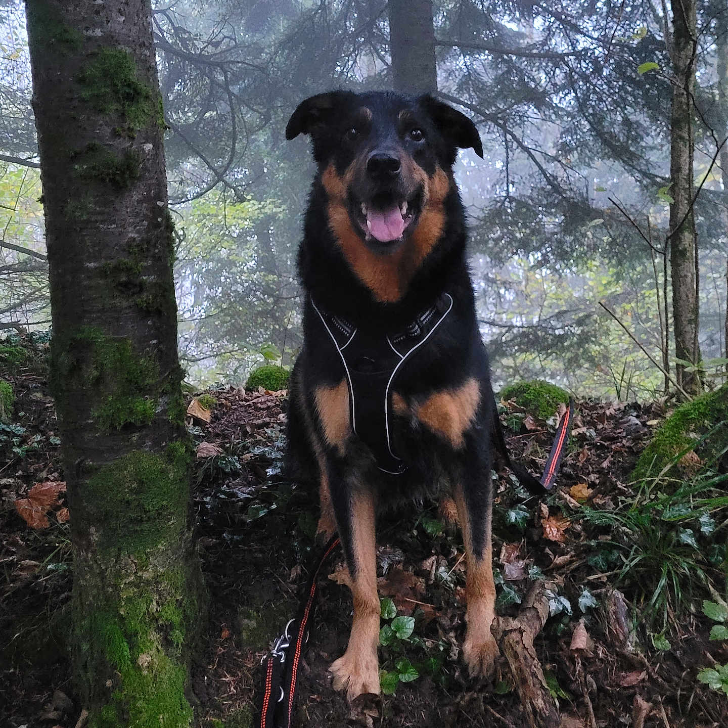 Max