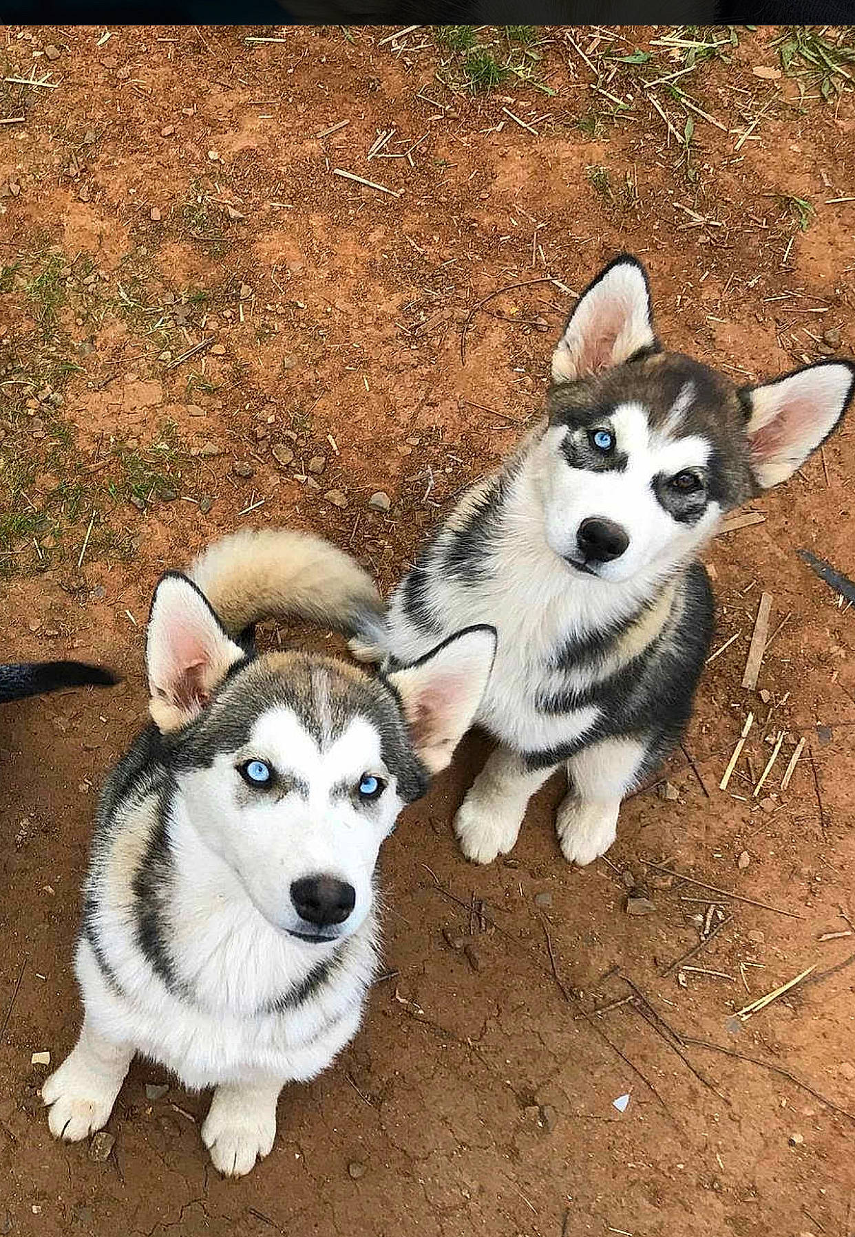 Aurora joined the competition — help win amazing prizes! alaskan_klee_kai, alaskan_malamute, canadian_eskimo_dog, canidae, carnivore, dog, dog_breed, mammal, miniature_siberian_husky, native_american_indian_dog, northern_inuit_dog, puppy, rare_breed_dog, sakhalin_husky, seppala_siberian_sleddog, siberian_husky, sled_dog, tamaskan_dog, vertebrate, wolfdog