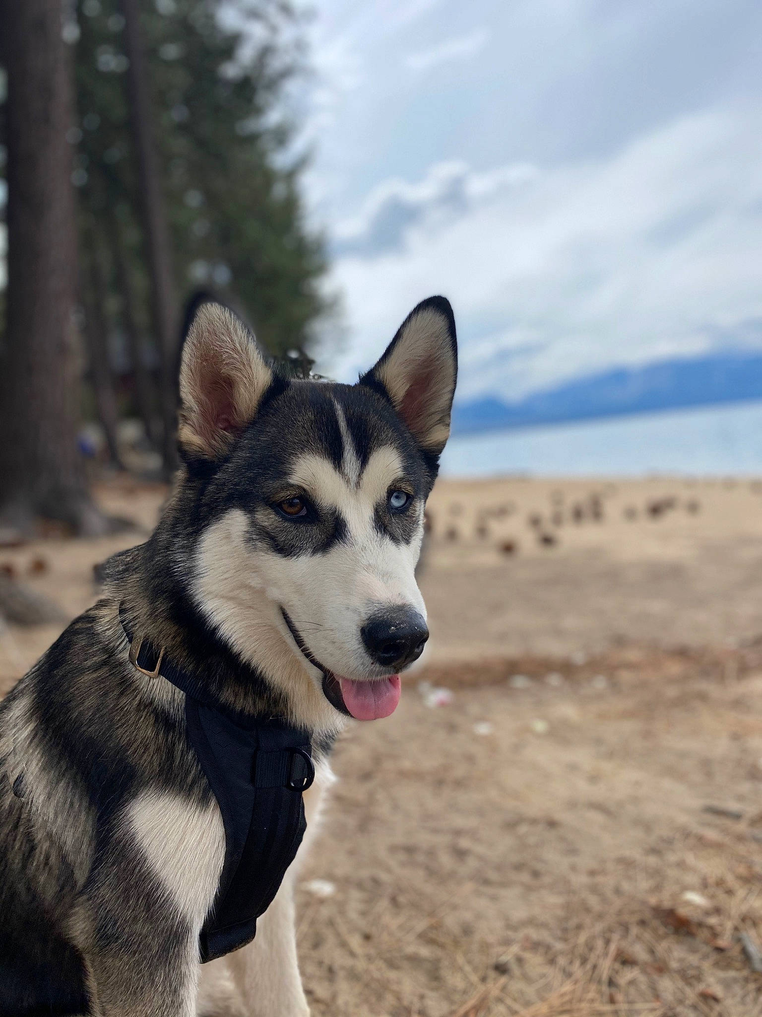 Tsuki is registered to the contest to win money with this photo: alaskan_malamute, canadian_eskimo_dog, canidae, carnivore, dog, dog_breed, east_siberian_laika, greenland_dog, jamthund, mammal, native_american_indian_dog, northern_inuit_dog, sakhalin_husky, seppala_siberian_sleddog, siberian_husky, sled_dog, tamaskan_dog, vertebrate, west_siberian_laika, wolfdog
