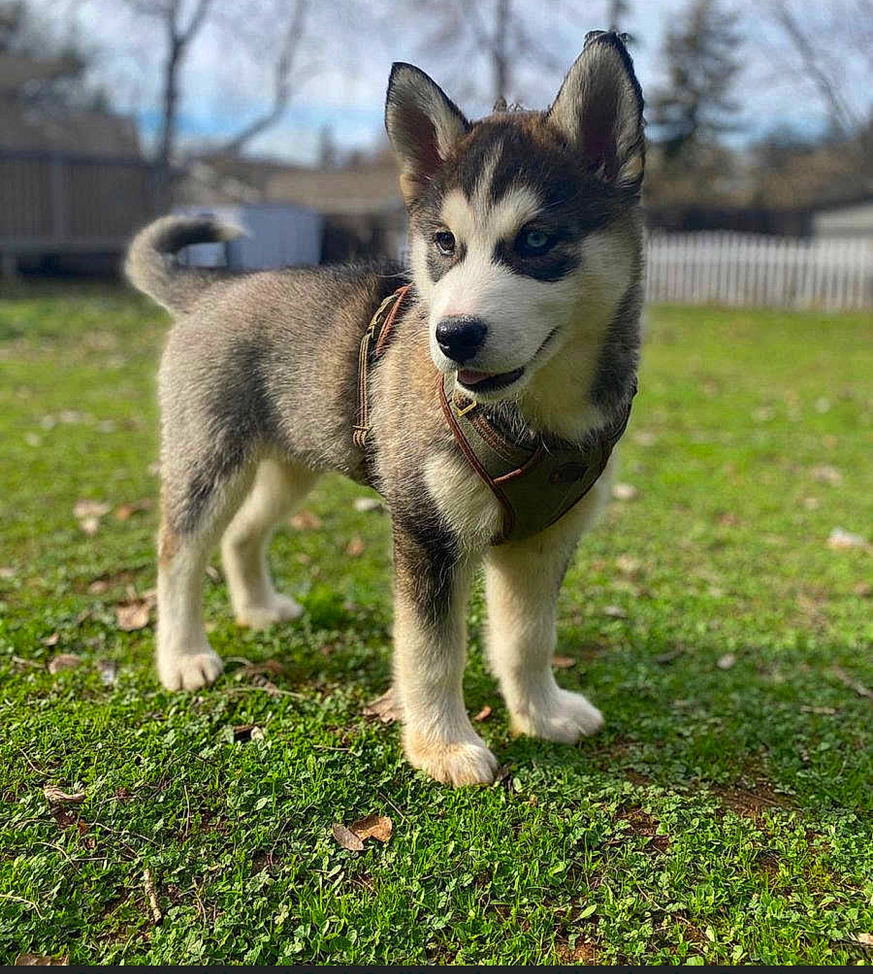 Tsuki is registered to the contest to win money with this photo: alaskan_klee_kai, alaskan_malamute, canadian_eskimo_dog, canidae, carnivore, dog, dog_breed, east_siberian_laika, jamthund, mammal, native_american_indian_dog, northern_inuit_dog, saarloos_wolfdog, sakhalin_husky, seppala_siberian_sleddog, siberian_husky, sled_dog, swedish_vallhund, tamaskan_dog, vertebrate