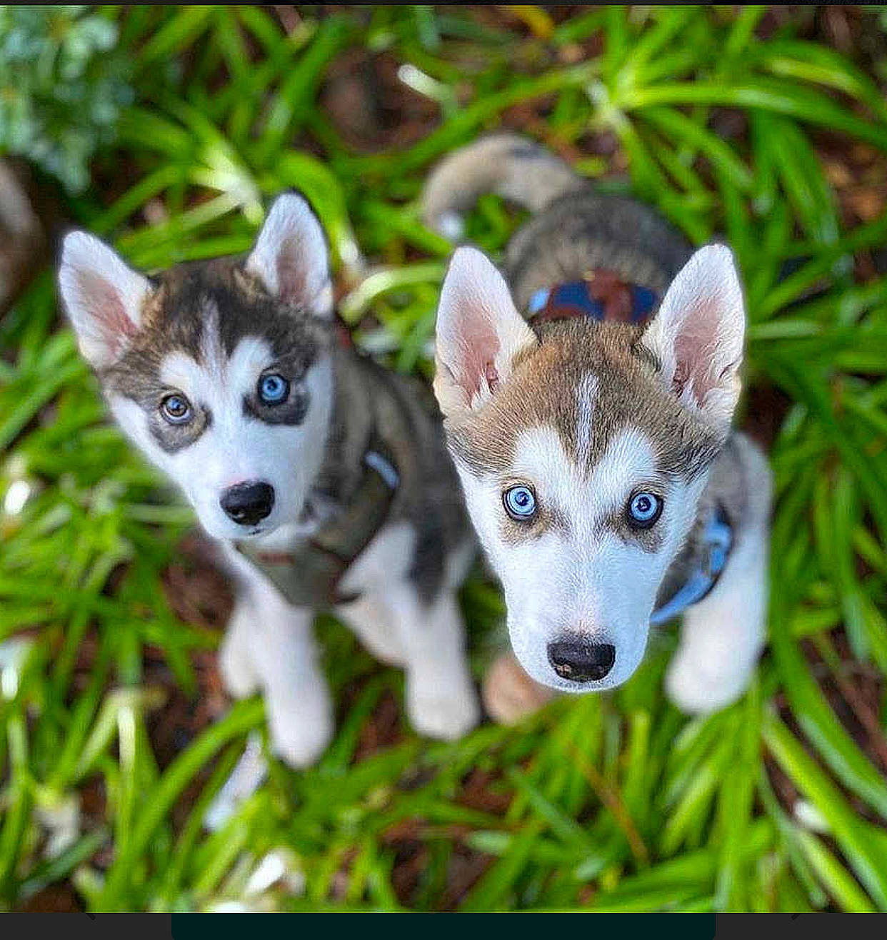 Tsuki is registered to the contest to win money with this photo: alaskan_klee_kai, alaskan_malamute, ancient_dog_breeds, canadian_eskimo_dog, canidae, canis, carnivore, dog, dog_breed, mammal, miniature_siberian_husky, northern_inuit_dog, puppy, rare_breed_dog, sakhalin_husky, siberian_husky, sled_dog, tamaskan_dog, vertebrate, wolfdog