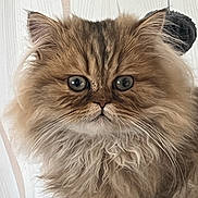 Tim participe au concours pour gagner de l'argent avec cette photo : cat, persian_cat, fluffy, long_hair, brown, tabby, blue_eyes, face, whiskers, portrait, pet, indoors, wall, close_up, staring, furry, animal, phone_screen, gallery, photograph