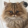 cat, persian_cat, fluffy, long_hair, brown, tabby, blue_eyes, face, whiskers, portrait, pet, indoors, wall, close_up, staring, furry, animal, phone_screen, gallery, photograph